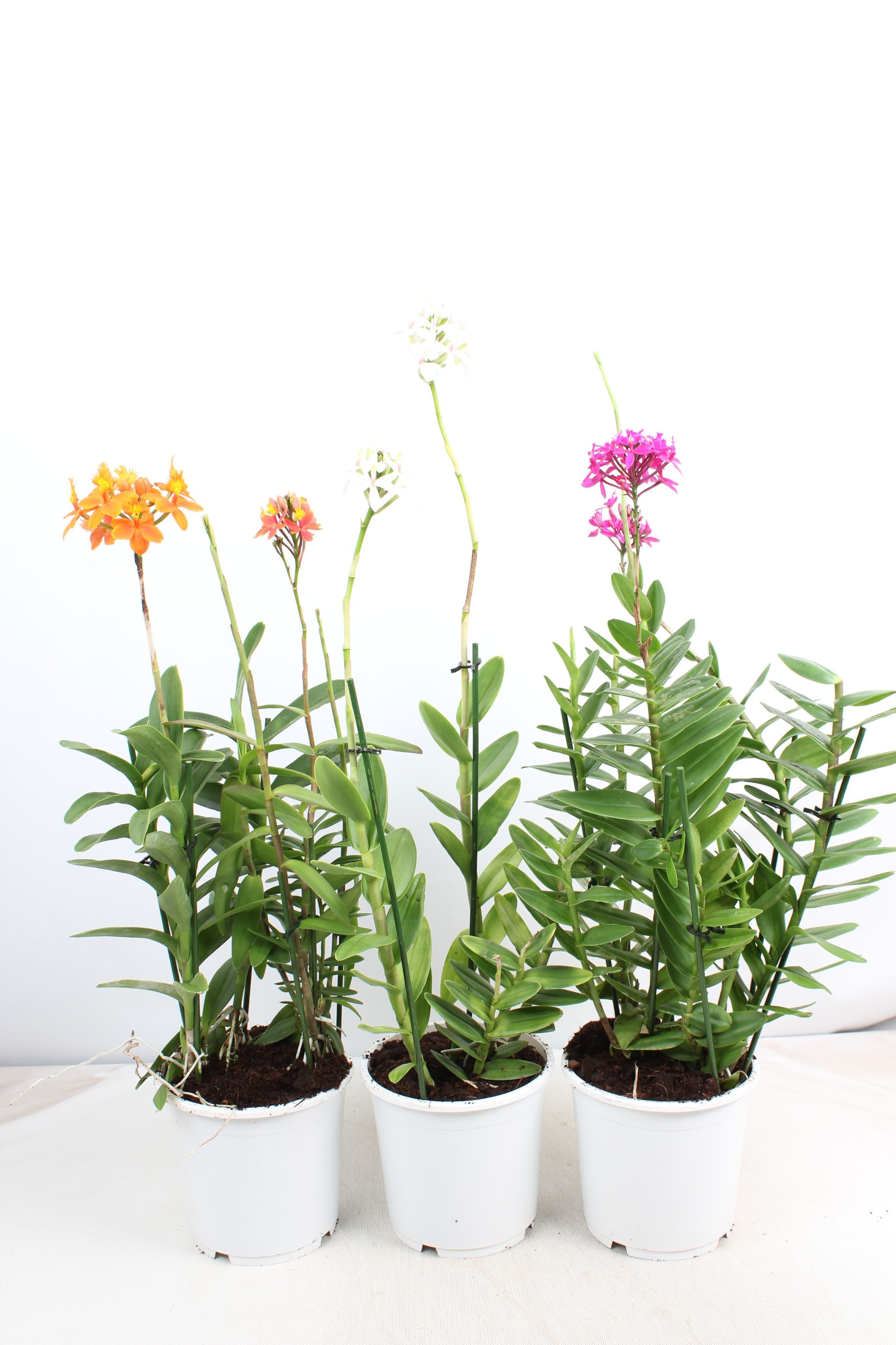 Горшечные цветы и растения оптом Epidendrum 2st Light Purple Toef от 5шт из Голландии с доставкой по России