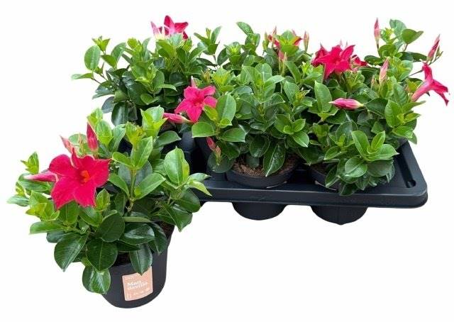 Горшечные цветы и растения оптом Mandevilla Sundaville Red от 7шт из Голландии с доставкой по России