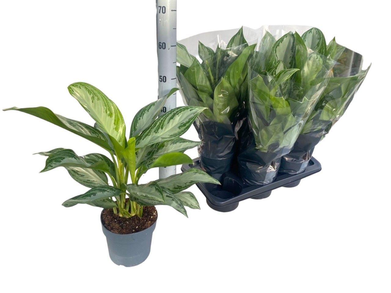 Горшечные цветы и растения оптом Aglaonema Silver Bay 2pp от 6шт из Голландии с доставкой по России
