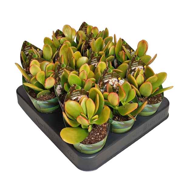 Горшечные цветы и растения оптом Crassula Portulacea Sunset Potcover от 12шт из Голландии с доставкой по России