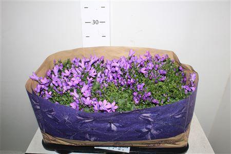 Горшечные цветы и растения оптом Camp Por Blueone от 8шт (для телеги) из Голландии с доставкой по России