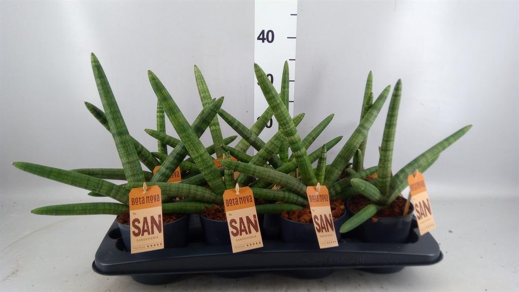 Горшечные цветы и растения оптом Sansevieria Cyl. skyline от 8шт из Голландии с доставкой по России