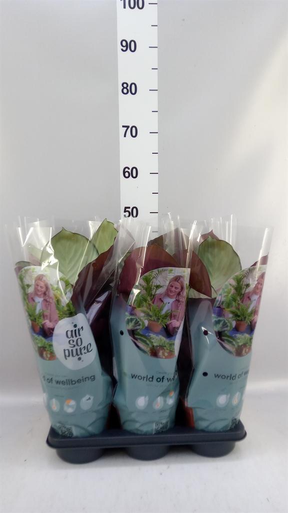 Горшечные цветы и растения оптом Calathea velvet Glory от 6шт из Голландии с доставкой по России