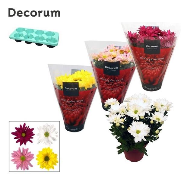 Горшечные цветы и растения оптом Chrys Margarita Mix (decorum) от 8шт из Голландии с доставкой по России