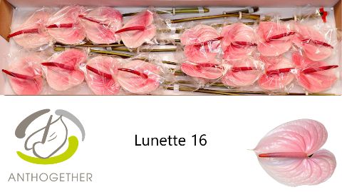 Срезанные цветы оптом Anthurium lunette от 16шт из Голландии с доставкой по России