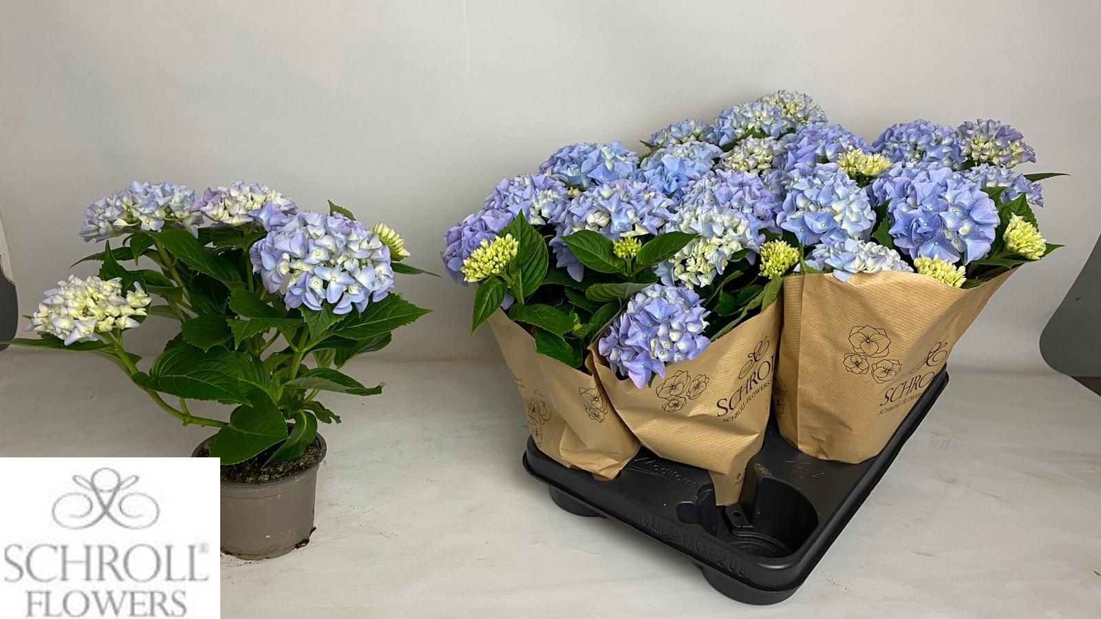 Горшечные цветы и растения оптом Hydr M Ov от 8шт из Голландии с доставкой по России