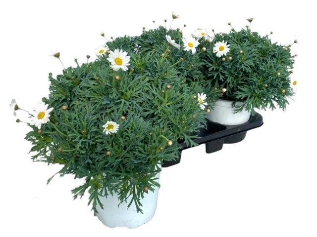 Горшечные цветы и растения оптом Argyranthemum Frutescens от 1шт из Голландии с доставкой по России