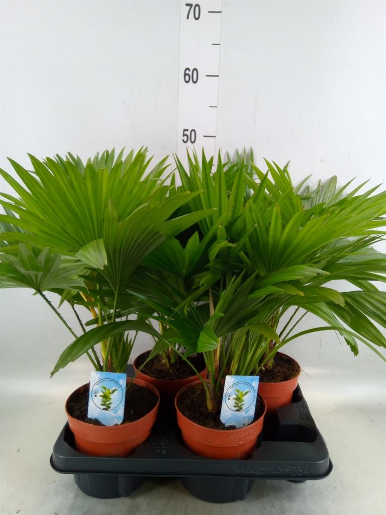 Горшечные цветы и растения оптом Livistona Rotundifolia от 4шт из Голландии с доставкой по России