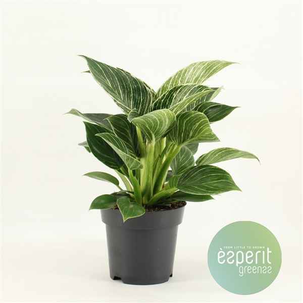 Горшечные цветы и растения оптом Philodendron White Wave от 8шт из Голландии с доставкой по России