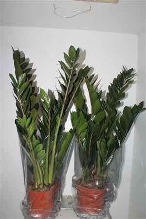 Горшечные цветы и растения оптом Zamio Super Nova 10+ от 1шт из Голландии с доставкой по России