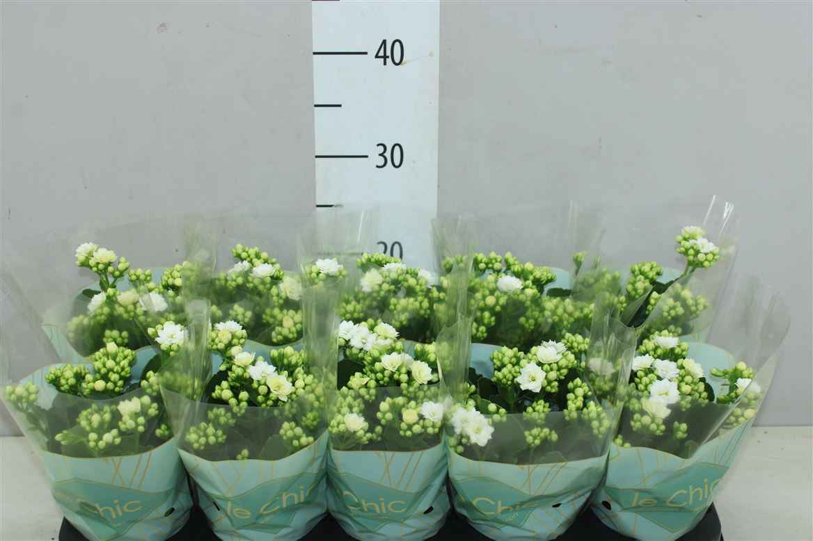 Горшечные цветы и растения оптом Kalanchoe Rosalina Wit Le Chic от 10шт из Голландии с доставкой по России