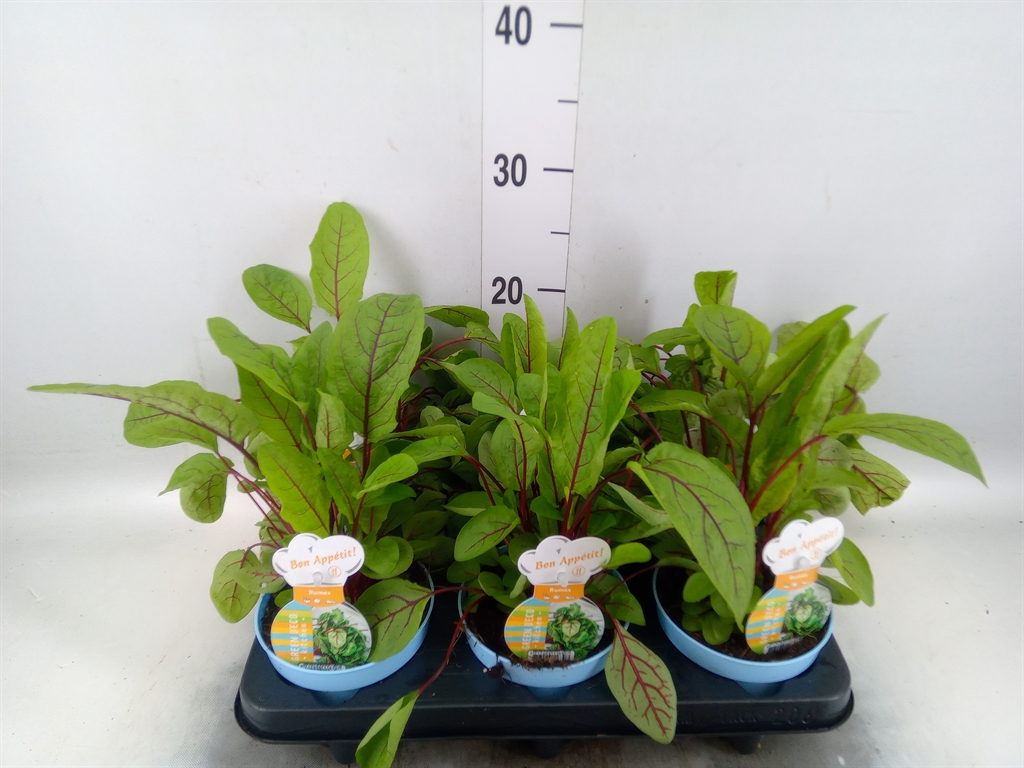 Горшечные цветы и растения оптом Rumex Sanguineus Ssp. Sanguineus от 6шт из Голландии с доставкой по России
