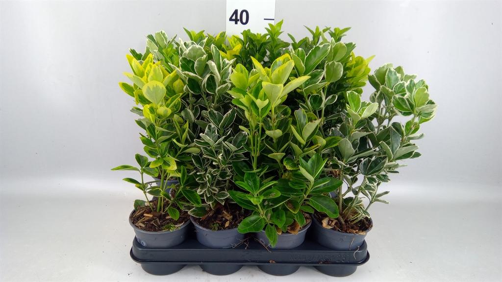 Горшечные цветы и растения оптом Euonymus Japon. ...mix от 11шт из Голландии с доставкой по России