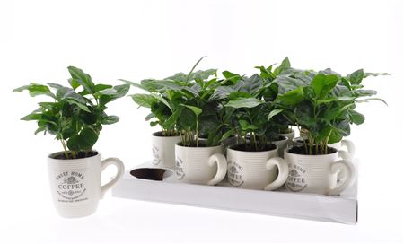 Горшечные цветы и растения оптом Coffea Arabica In Cups от 12шт (для телеги) из Голландии с доставкой по России