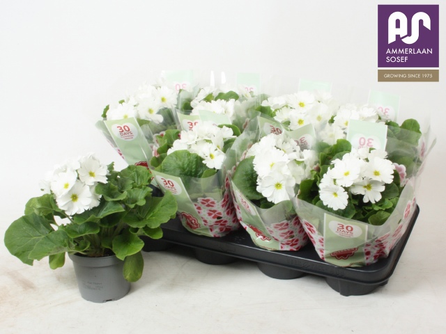 Горшечные цветы и растения оптом Prim Ob Tm White от 8шт из Голландии с доставкой по России