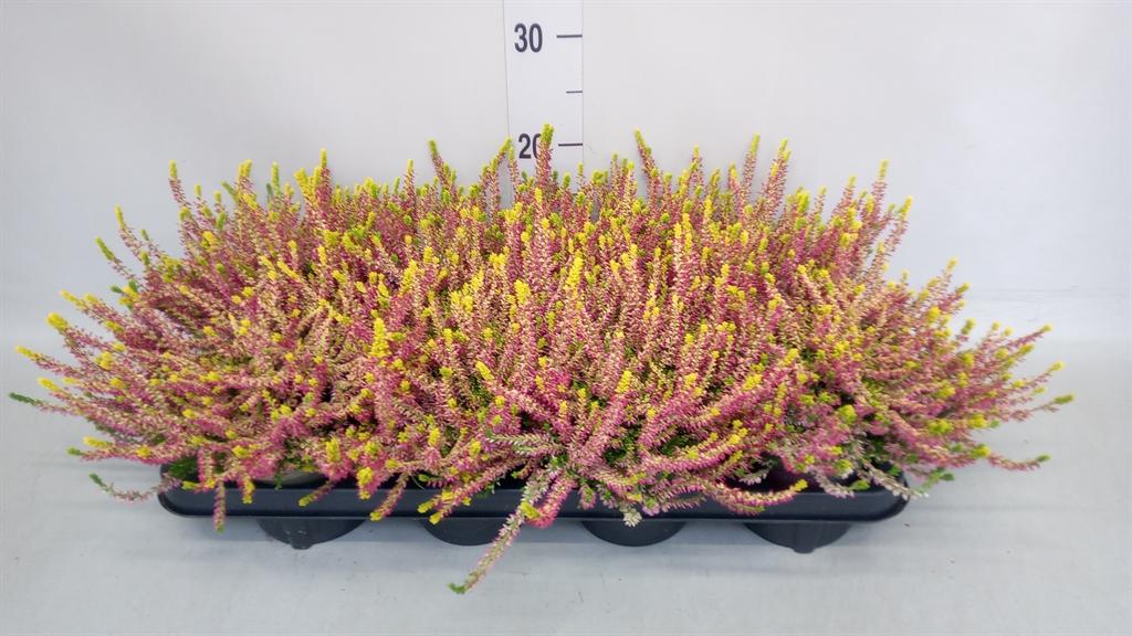 Горшечные цветы и растения оптом Calluna Vulg. garden G Gold Angie от 8шт из Голландии с доставкой по России