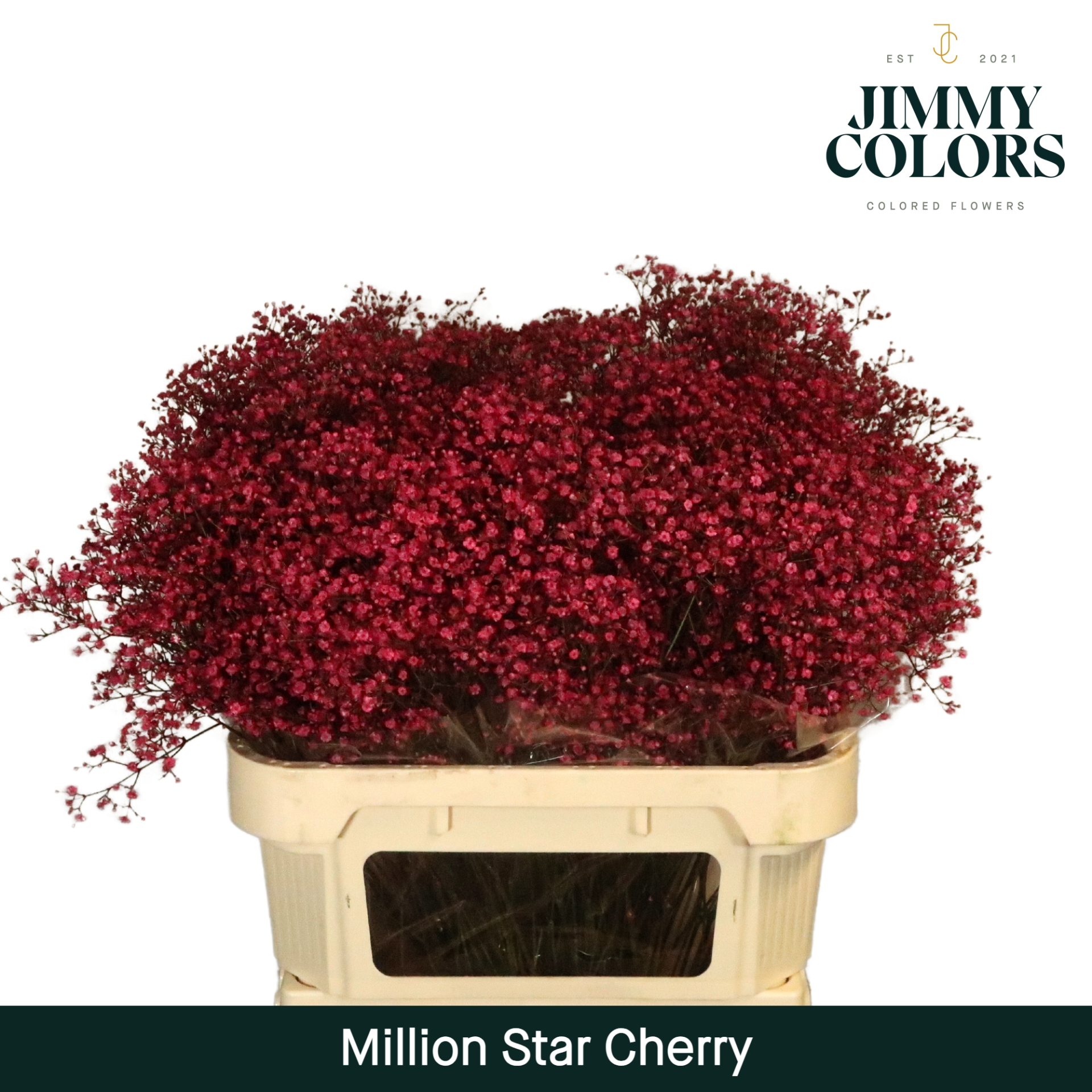 Срезанные цветы оптом Gyps large paint cherry от 25шт из Голландии с доставкой по России