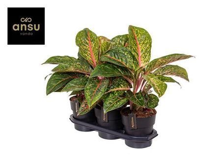 Горшечные цветы и растения оптом Aglaonema Lychee Red от 3шт из Голландии с доставкой по России