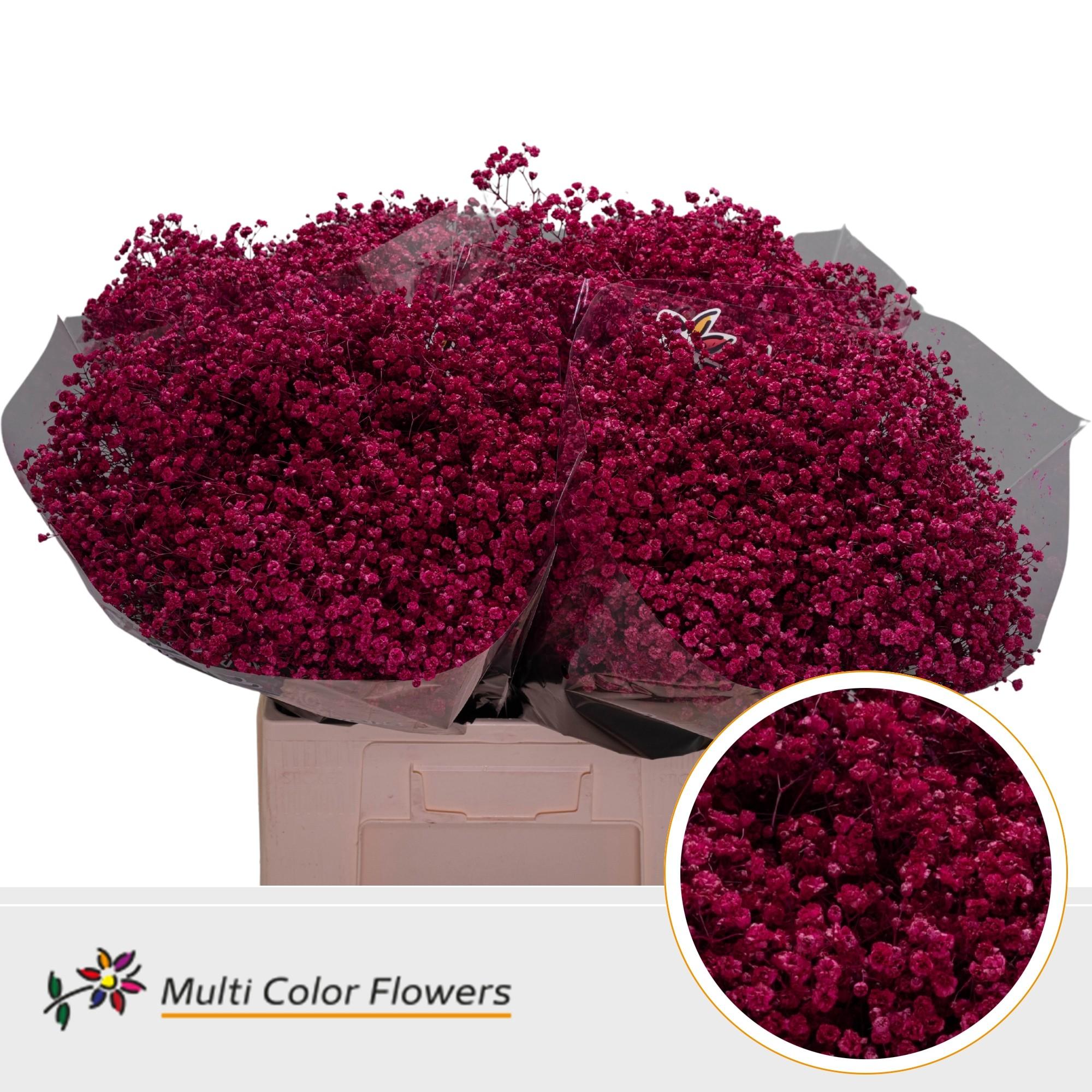 Срезанные цветы оптом Gyps large paint erica от 100шт. из Голландии с доставкой по России