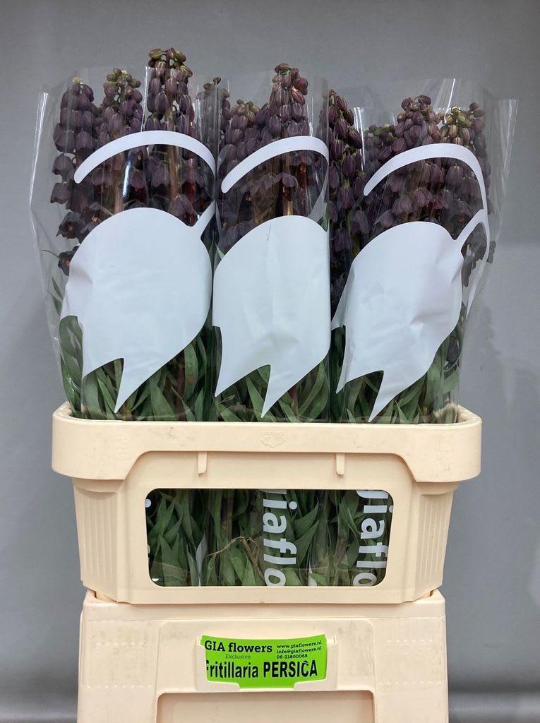 Срезанные цветы оптом Fritillaria persica от 30шт из Голландии с доставкой по России