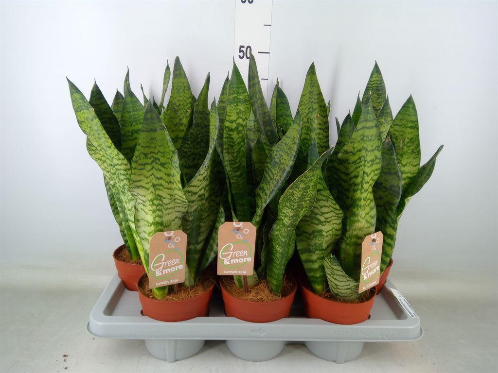 Горшечные цветы и растения оптом Sansevieria Zeylanica от 7шт из Голландии с доставкой по России
