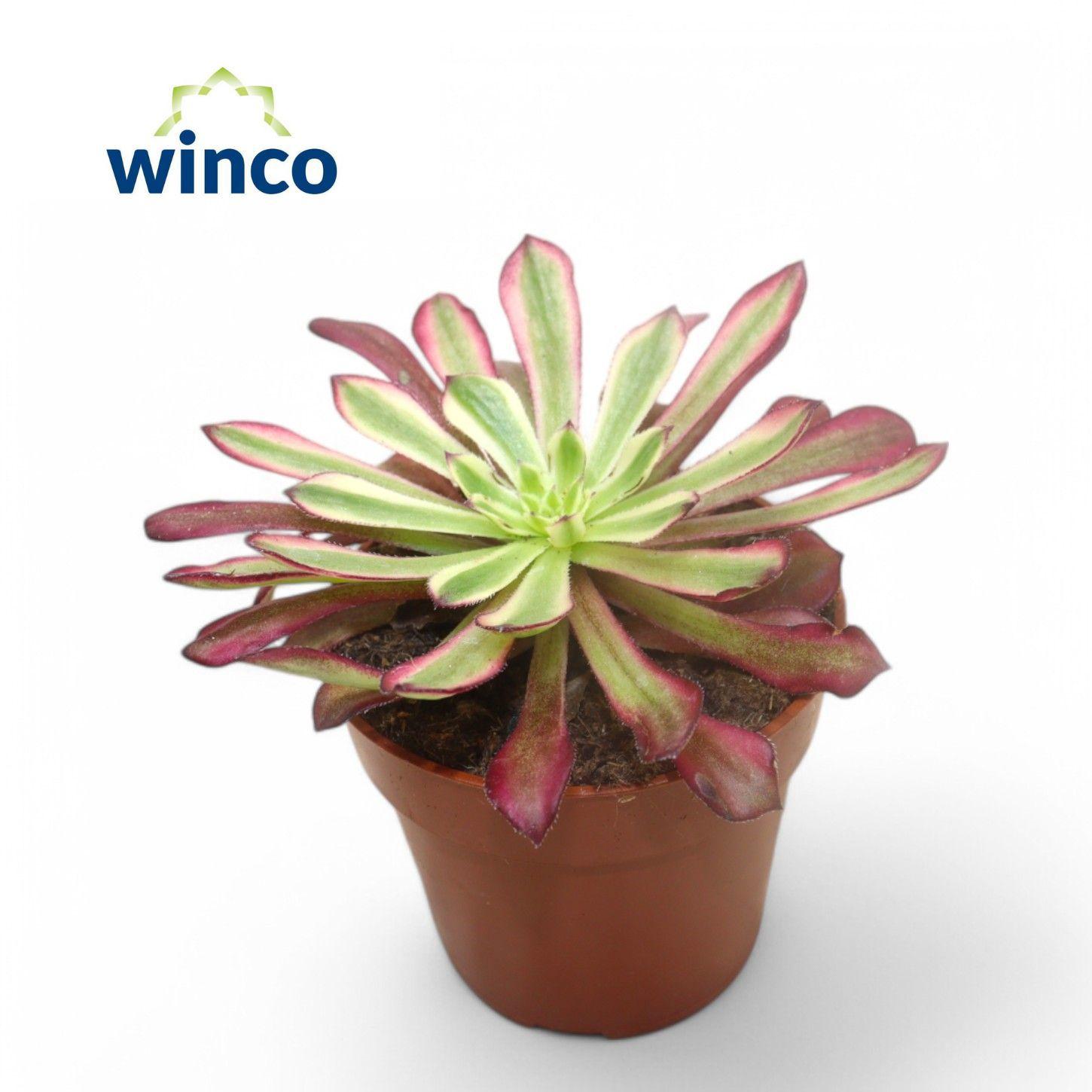 Горшечные цветы и растения оптом Aeon Ov от 18шт (для телеги) из Голландии с доставкой по России