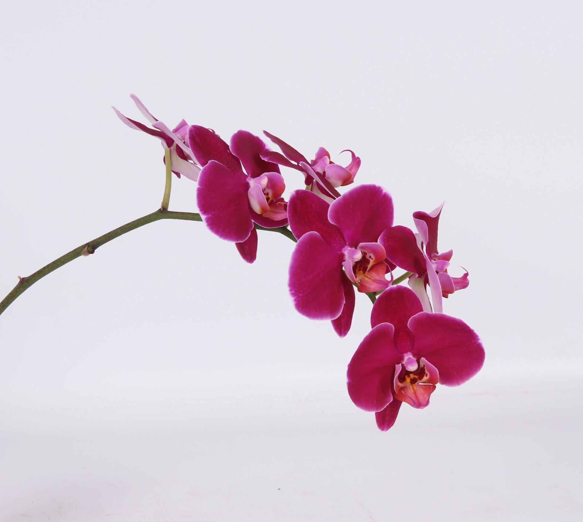 Срезанные цветы оптом Phalaenopsis other (per flower) от 25шт из Голландии с доставкой по России