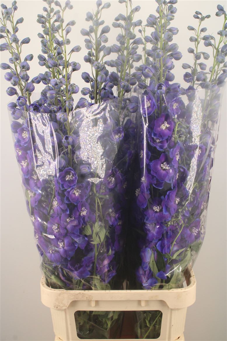 Срезанные цветы оптом Delphinium do dewi dark blue smile от 20шт из Голландии с доставкой по России