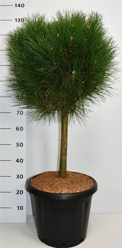 Горшечные цветы и растения оптом Pinus Strobus Macopin On Stem от 1шт из Голландии с доставкой по России