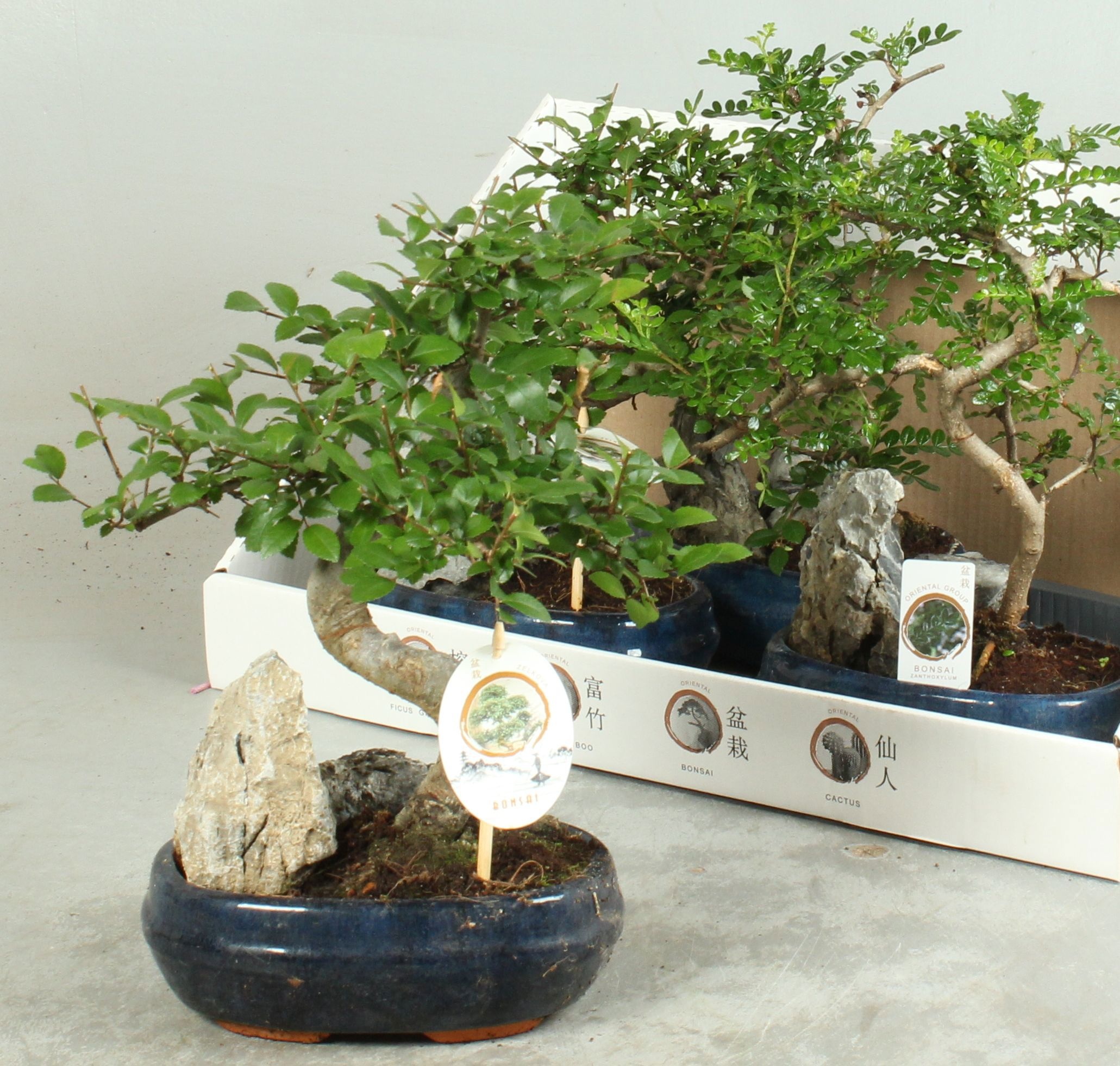 Горшечные цветы и растения оптом Bonsai Gem от 4шт из Голландии с доставкой по России