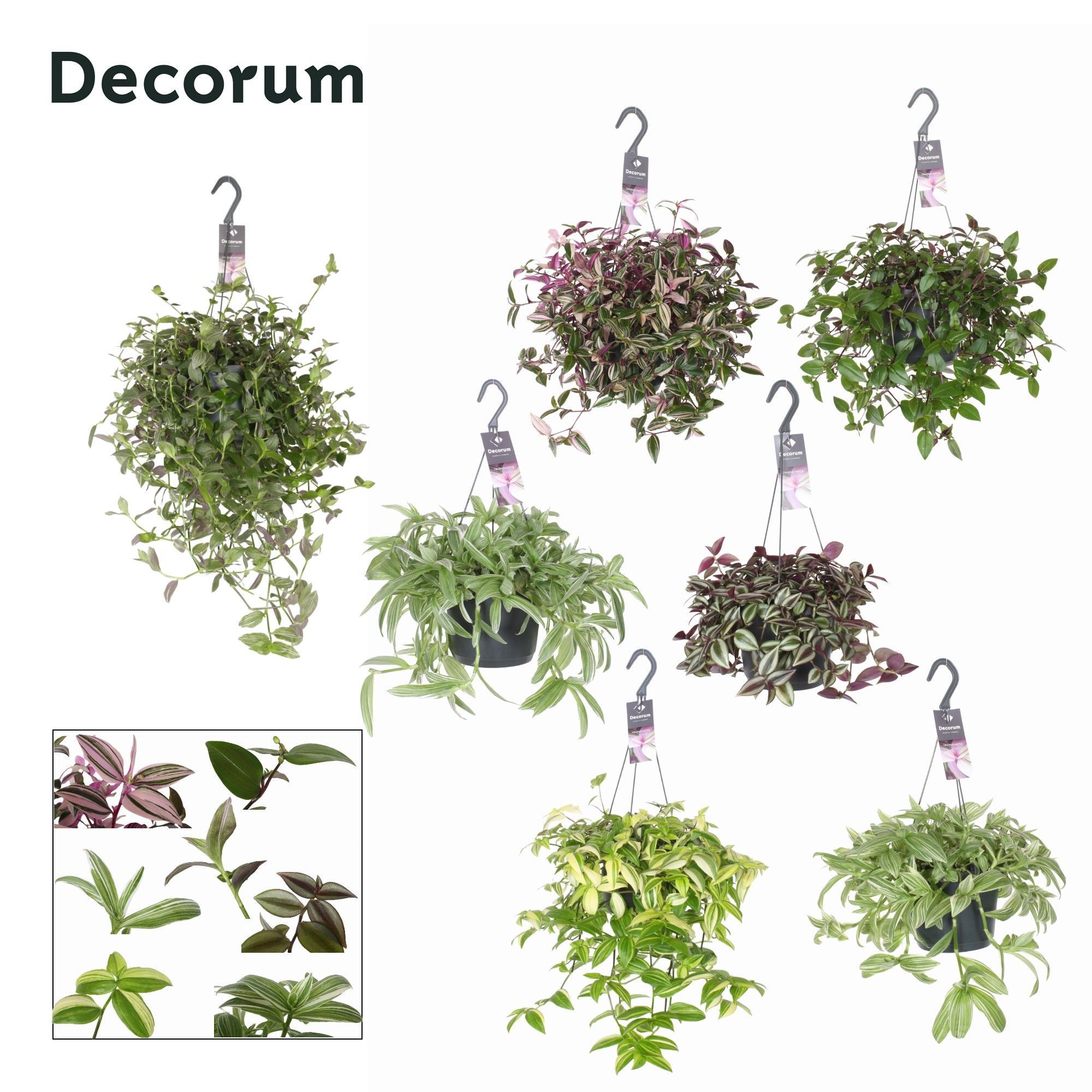 Горшечные цветы и растения оптом Tradescantia Mix Hanging (decorum) от 6шт из Голландии с доставкой по России