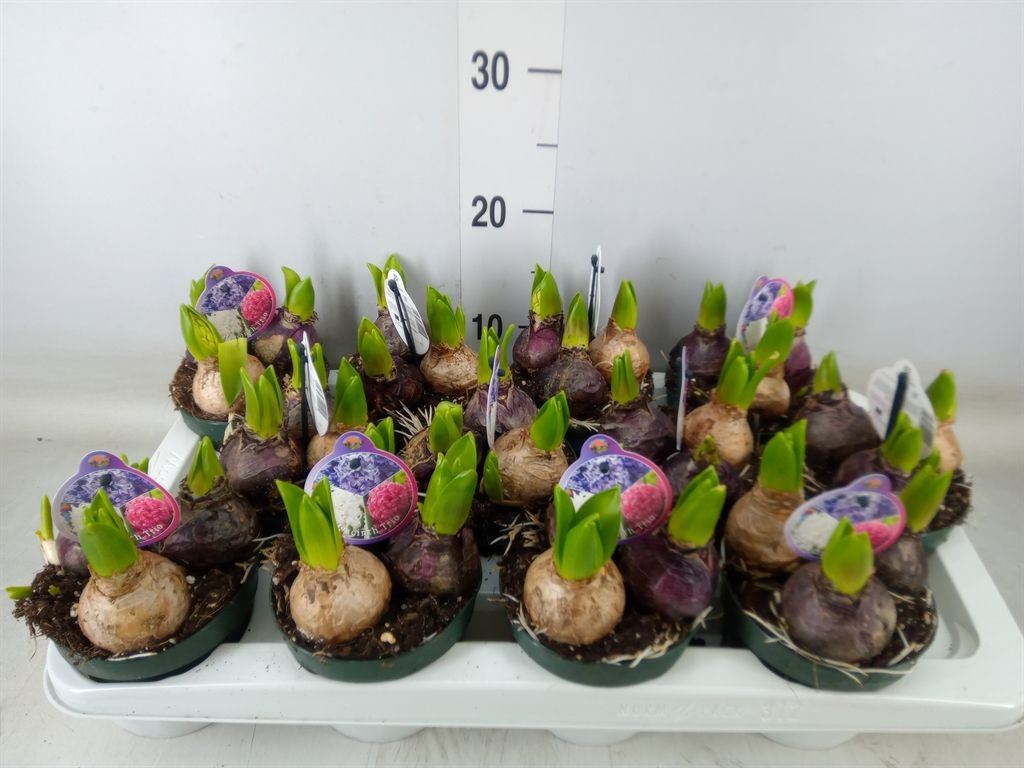 Горшечные цветы и растения оптом Hyacinthus Orie.   ... от 12шт из Голландии с доставкой по России
