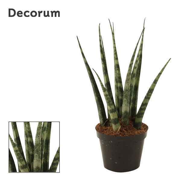 Горшечные цветы и растения оптом Sansevieria Fernwood (decorum) от 14шт из Голландии с доставкой по России