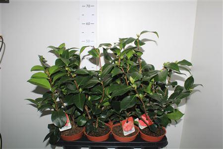 Горшечные цветы и растения оптом Camellia Japonica 10+ от 8шт из Голландии с доставкой по России Горшечные цветы и растения оптом Camellia Japonica 10+ от 8шт из Голландии с доставкой по России