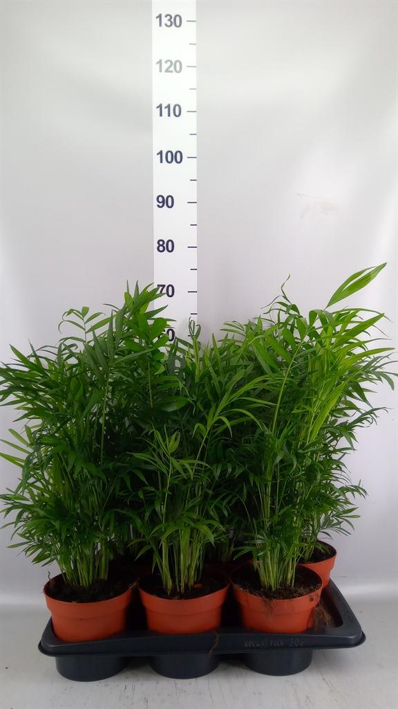 Горшечные цветы и растения оптом Chamaedorea Elegans A от 6шт из Голландии с доставкой по России