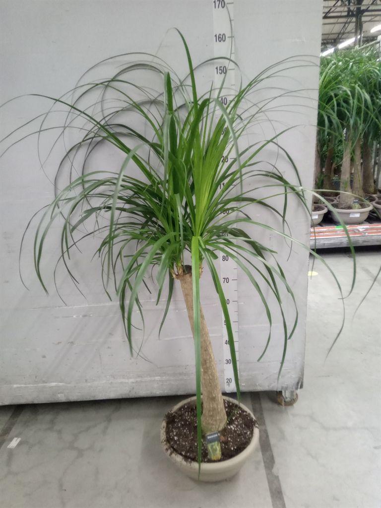 Горшечные цветы и растения оптом Beaucarnea Recurvata от 1шт из Голландии с доставкой по России