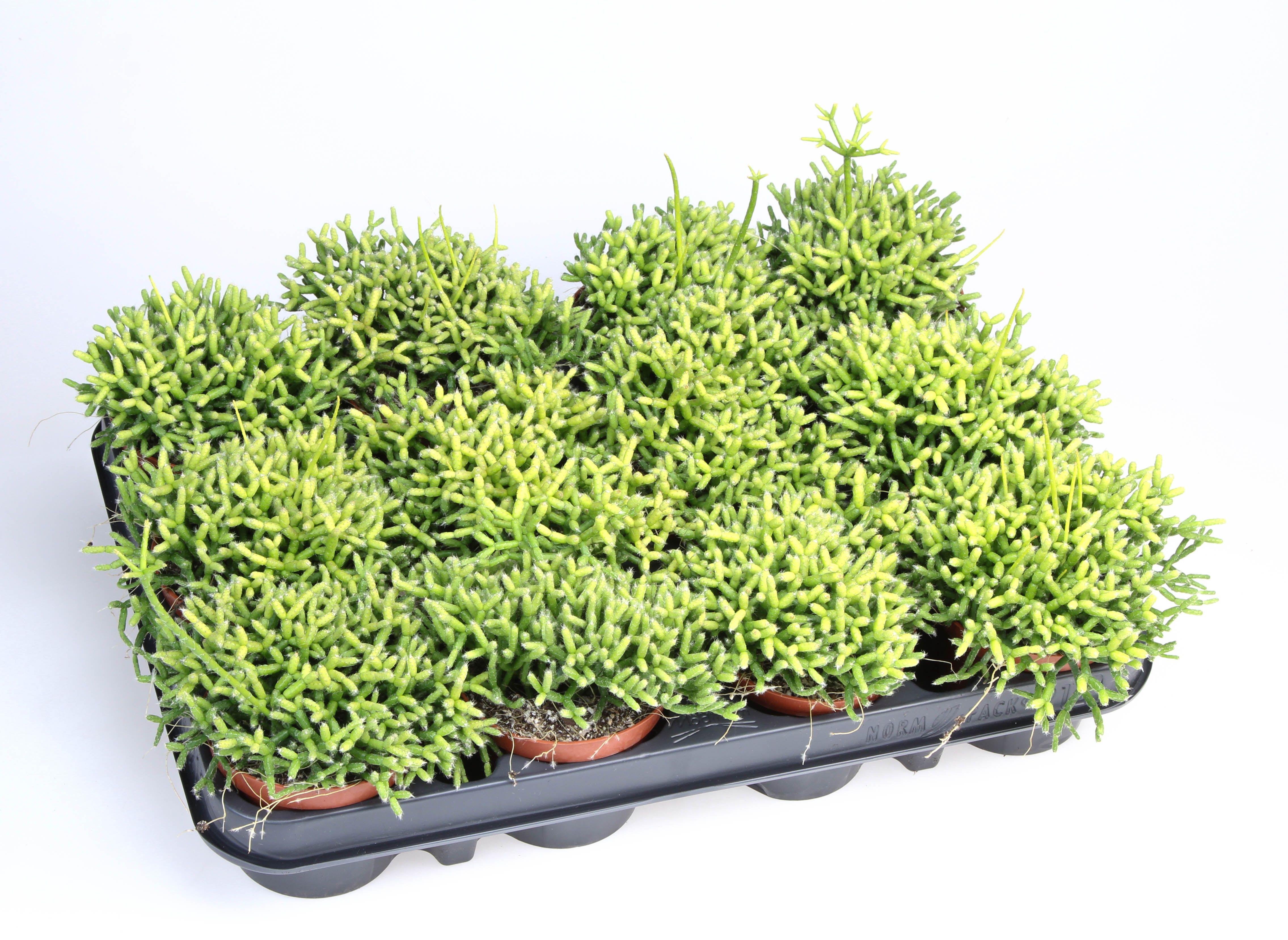 Горшечные цветы и растения оптом Rhipsalis Cereuscula от 12шт (для телеги) из Голландии с доставкой по России