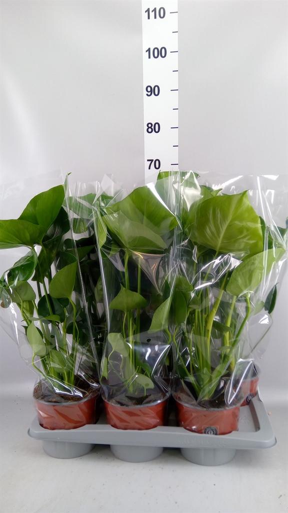 Горшечные цветы и растения оптом Monstera Delic. от 6шт из Голландии с доставкой по России