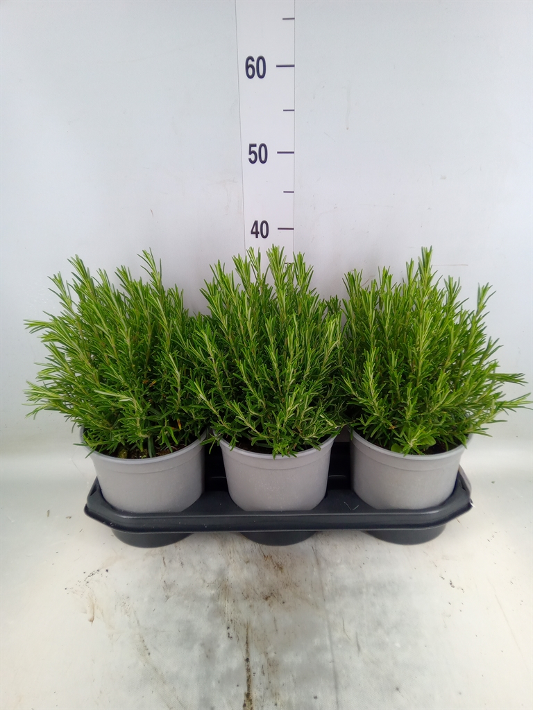 Горшечные цветы и растения оптом Rosmarinus Offi.   ... от 3шт из Голландии с доставкой по России