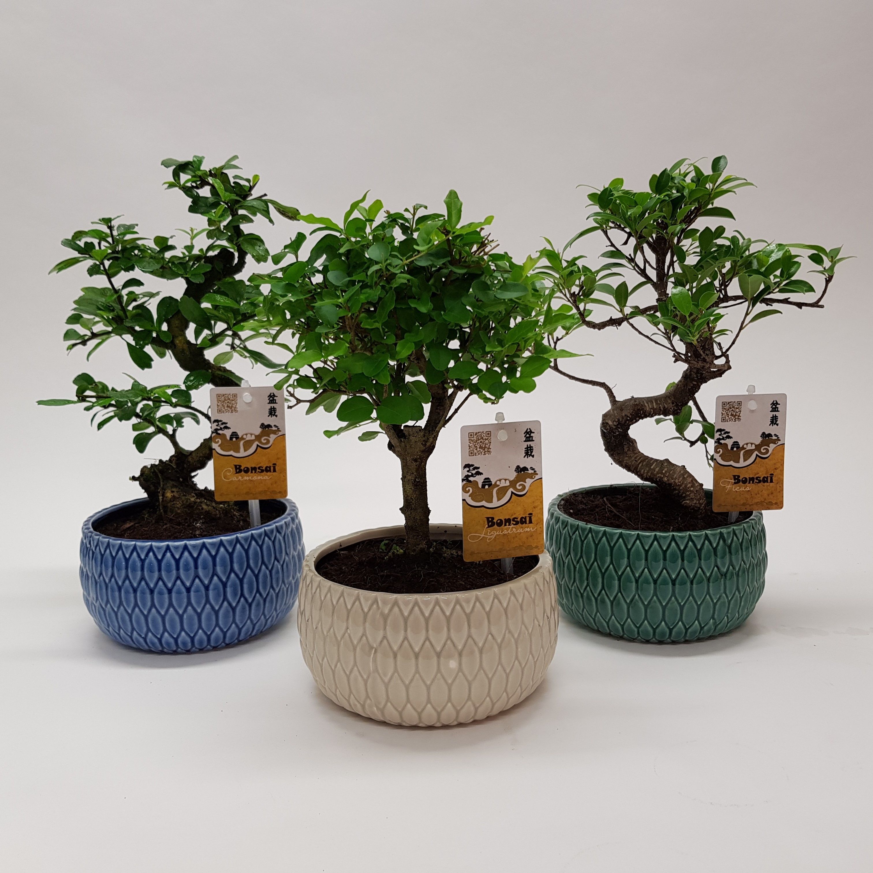 Горшечные цветы и растения оптом Bonsai Mix In Llily Ceramic от 6шт из Голландии с доставкой по России
