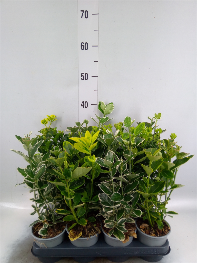 Горшечные цветы и растения оптом Euonymus Japon.   ...mix от 11шт из Голландии с доставкой по России