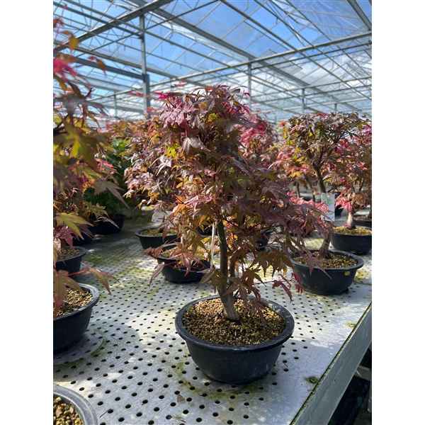 Горшечные цветы и растения оптом Bonsai Acer Palmatum Deshojo, 20 Cm. от 7шт из Голландии с доставкой по России