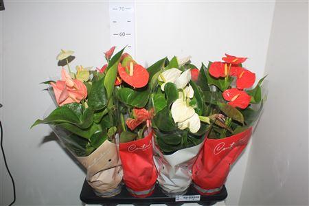 Горшечные цветы и растения оптом Anthu An Gem 4 Kl 5 Bloemen+ от 8шт из Голландии с доставкой по России