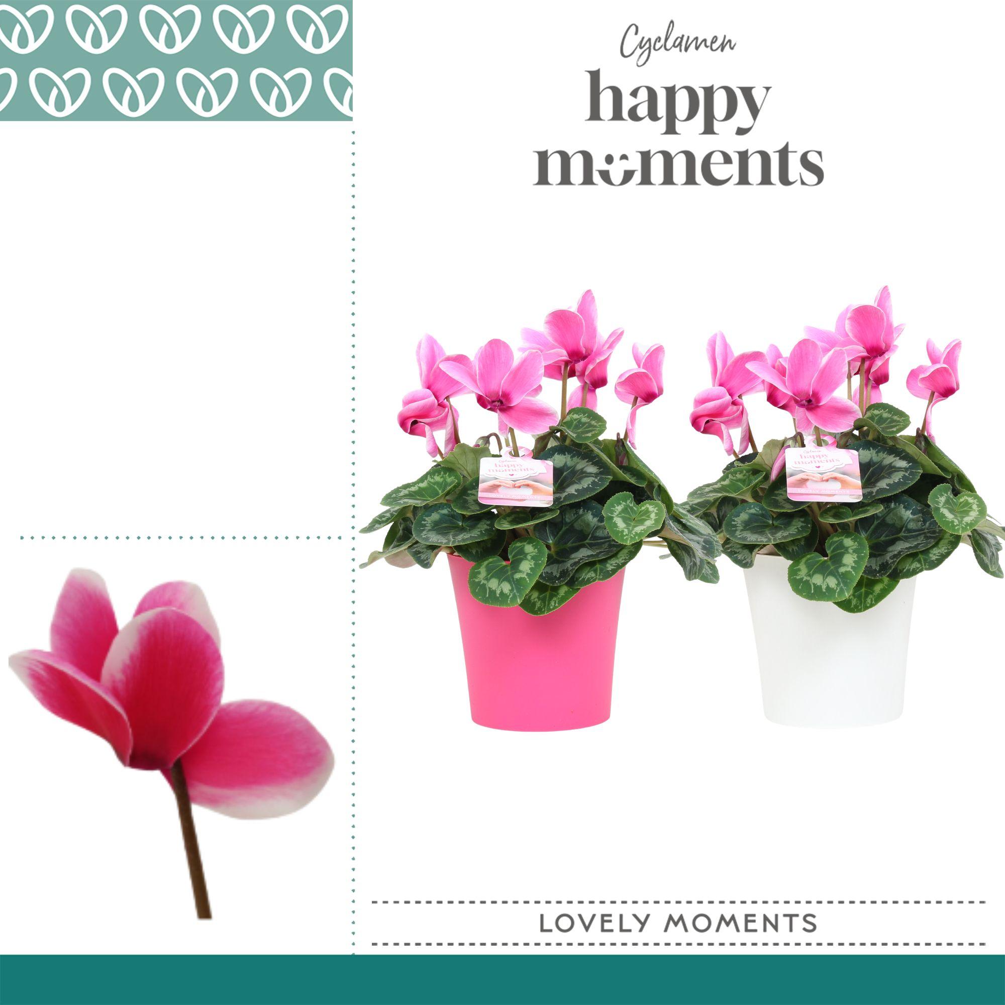 Горшечные цветы и растения оптом Cyclamen Lovely Moments In Linge Pot от 5шт (для телеги) из Голландии с доставкой по России