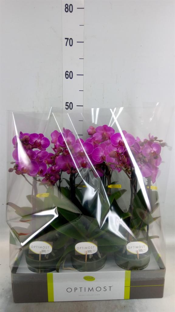 Горшечные цветы и растения оптом Phalaenopsis Multi.   ...lilac от 6шт из Голландии с доставкой по России