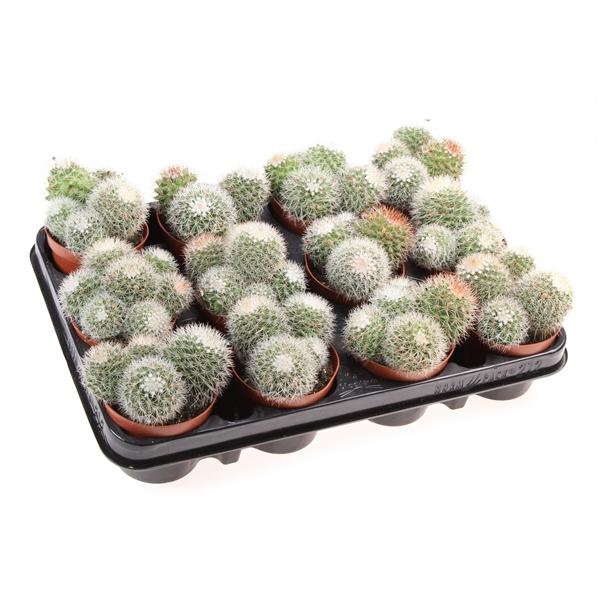 Горшечные цветы и растения оптом Mammillaria Ernestii от 12шт (для телеги) из Голландии с доставкой по России