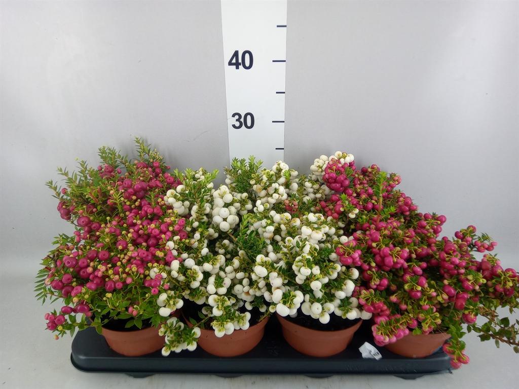 Горшечные цветы и растения оптом Gaultheria Mucronata от 8шт из Голландии с доставкой по России