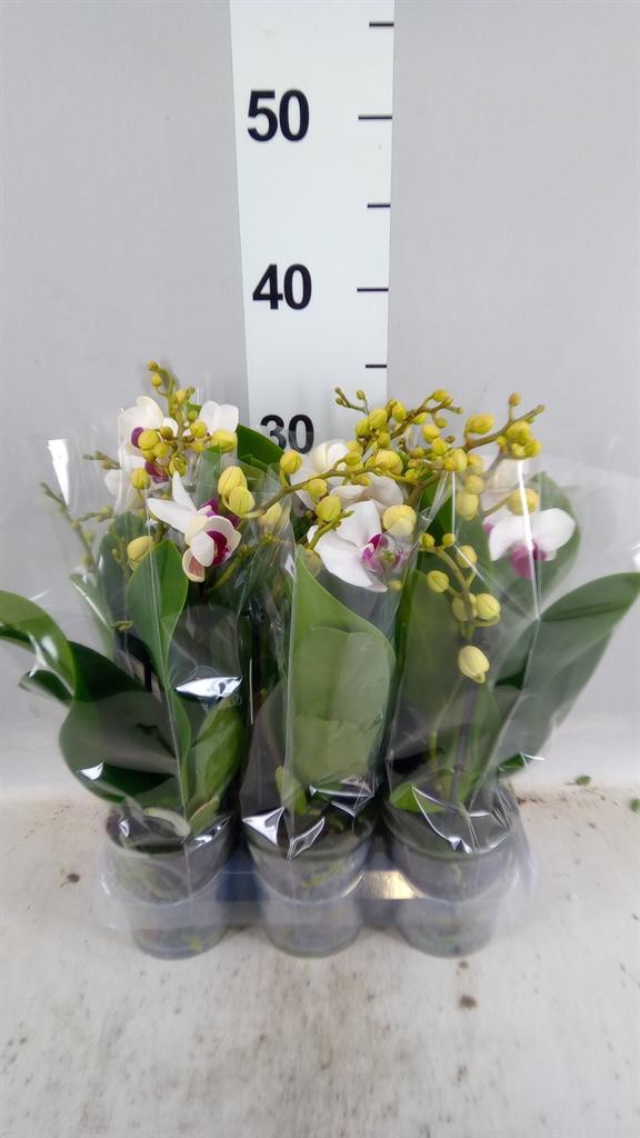 Горшечные цветы и растения оптом Phalaenopsis Multi. fc Safe Haven от 6шт (для телеги) из Голландии с доставкой по России