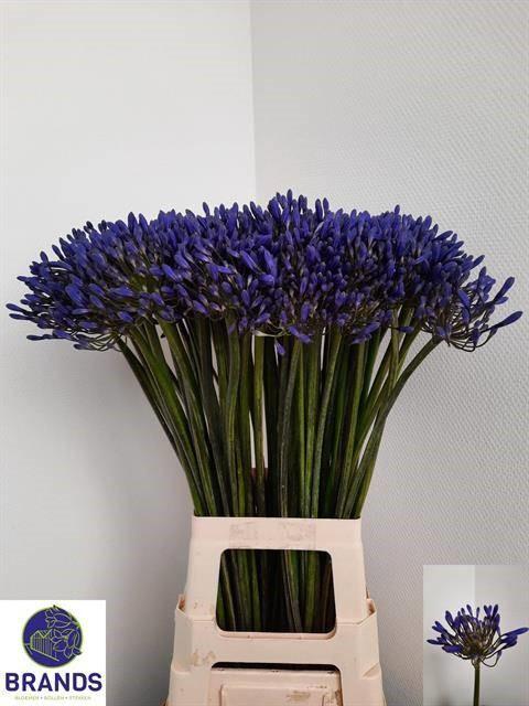 Срезанные цветы оптом Agapanthus blue от 60шт из Голландии с доставкой по России