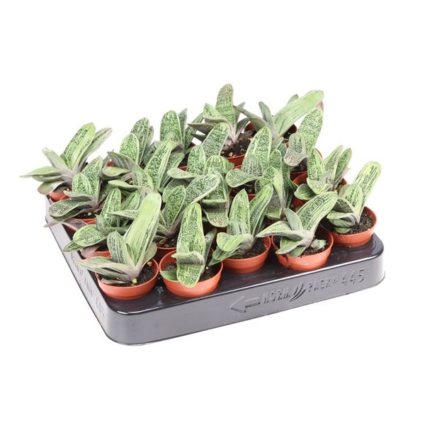 Горшечные цветы и растения оптом Gasteria Little Warty от 20шт из Голландии с доставкой по России